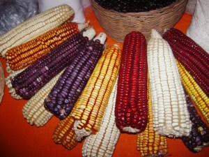 Mazorcas de colores.