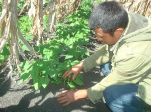 Salomón mostrando calidad de suelo