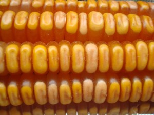 Maíz amarillo