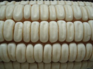 Maíz blanco