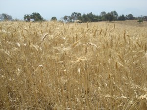 Campo de trigo 1