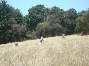 Cortando trigo fondo árboles