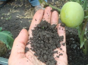 Abono con humus de lombriz