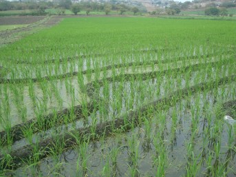 Campos de Arroz