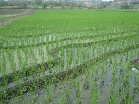 Campos de Arroz