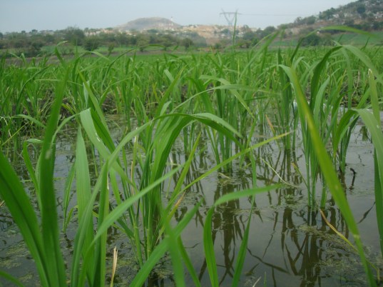 PLantas de arroz