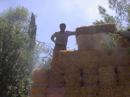 Tomaíz pacas de trigo