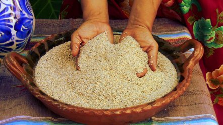 Ajonjoli en manos de Paulina