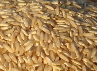 ARROZ DE BENJAMÍN PRIMER PLANO