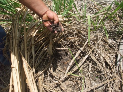 Calidad del suelo protegido por la caña seca