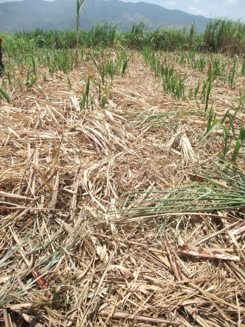 Campo de cañas sin quema