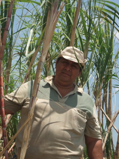 Pedro en sus Campos de caña