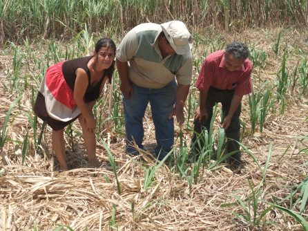 Gra Pedro y Oscar en campo de cañas