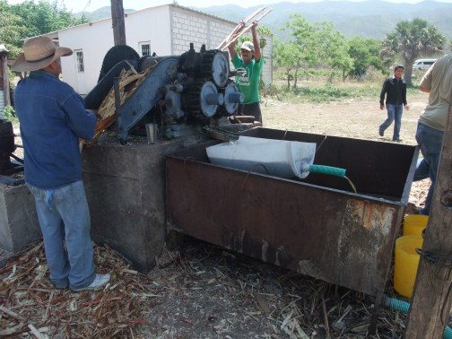Trapiche en funcionamiento