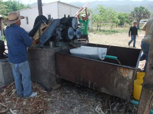 Trapiche en funcionamiento