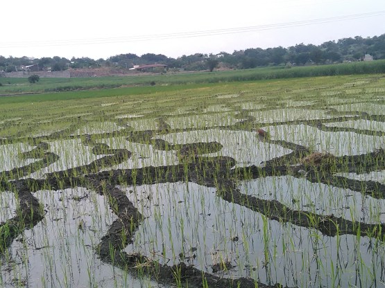 Campo de Arroz 3