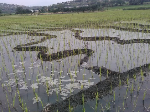 Campo de arroz en mayo 1