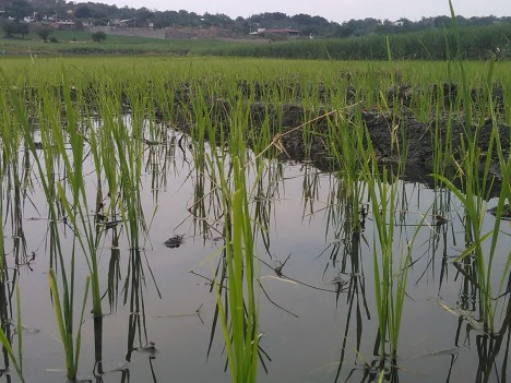 Plantitas de Arroz en Mayo