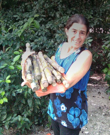 gra-y-las-can%cc%83as-de-azucar