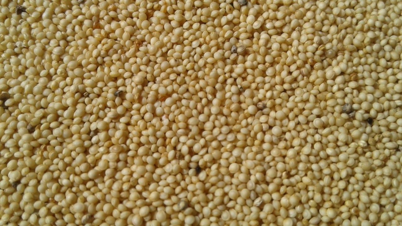 Semillas de Amaranto